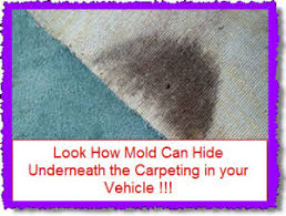 car mold mildew and other fungii love
