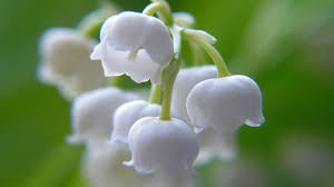 37 por white flowers for home