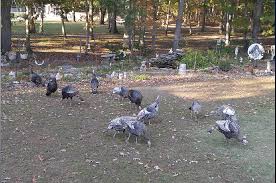 We haven't been raising them long enough to have any real input, but 2 things jumped out at me the s. Todd Frazier I M Being Terrorized By Toms River Turkeys