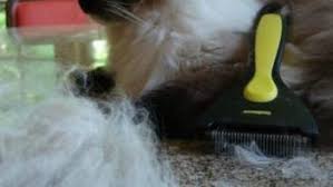 Cats shed more when stressed, which can happen after a major change such as a move or the arrival or a new human or pet in the house. Best Cat Food For Shedding Control Top Cat Foods For Hair Loss 2021