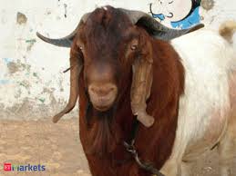 Premium Variety Boer Goats Are Sold Online For Up To Rs