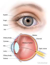 Diagram Of Eye The Eyes Chart Eye Anatomy Human Eye