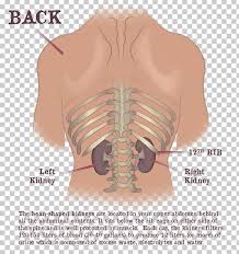 It provides a strong framework onto which the muscles of the shoulder girdle. Dr Gaytri Gandotra Rib Cage Kidney Shoulder Vertebral Column Png Clipart Abdomen Back Chest Diagram Gandotra