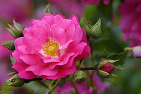 flower carpet pink supreme otto