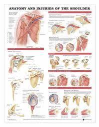 This inflammation to the tendons in your shoulder can be the shoulder impingement syndrome is a condition where rotator cuff tendons of the shoulders are intermittently trapped. Anatomy Chart Shoulder Anatomy And Injuries