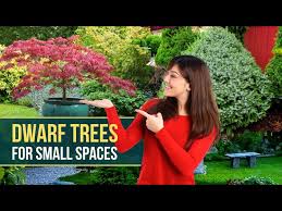 My Top 10 Trees For Small Spaces Best