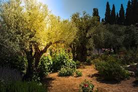 garden of gethsemane stock photos