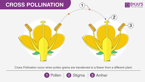 Pollination Its Types And Comparisons Between Self And