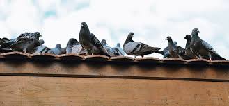 How To Keep Birds Off Of Your Roof 1