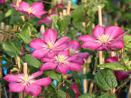 Check spelling or type a new query. Clematis Ville De Lyon Clematis Ville De Lyon Baumschule Horstmann