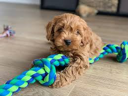 cavoodle puppies in nsw top 7