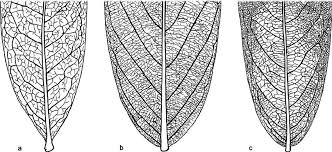 leaf venation patterns in selected