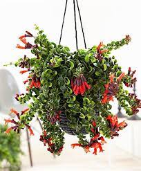the whimsical twisted lipstick plant