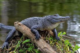 Florida woman killed by two alligators after falling into country club pond  | Florida News | Orlando | Orlando Weekly