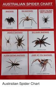Australian Spider Chart Under The Bog Seat Bastard Bastard