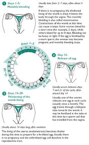 The Menstrual Cycle Family Planning