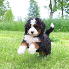 bernedoodle puppies central