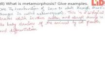 What is meta metamorphosis give example?