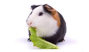 Oxbow Animal Health What Are The Best Vegetables And Leafy
