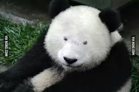 panda without black eyes 9