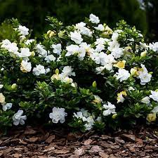 2 25 gal august beauty gardenia shrub