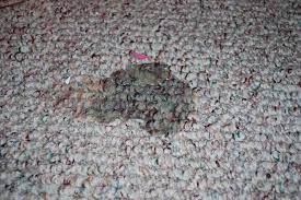 remove rubber cement stains from carpet