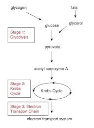 15 1 Glycolysis Chemistry Libretexts
