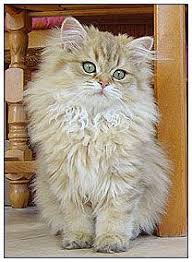 British longhair are easy going, adaptable, affectionate and love to cuddle. British Longhair Cat Black Golden Shaded Cats Cute Cats And Kittens Pretty Cats