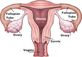 ovarian cysts causes symptoms