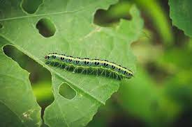 What Do Caterpillars Eat Damage To