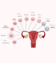 Implantation Symptoms What Are The Early Signs
