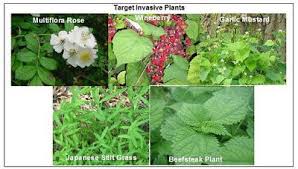 Microbes And Invasive Plants Microbewiki