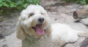 White Labradoodle What Makes This Color So Special
