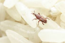 get rid of weevils in your pantry