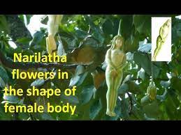 narilatha flowers in the shape of