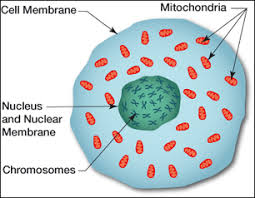 Image result for images of mitochondria cells