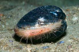 Image result for Cardium maxicostatum clam alive