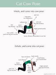Cat and cow can be performed together as a vinyasa flow. Cat Cow Pose Great Feel Good Pose After A Long Day Cat Cow Yoga Pose Cat Cow Pose Yoga For Scoliosis