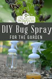 diy organic aphid spray recipe for the
