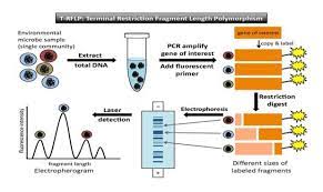 Restriction fragment length polymorphism was the first technique established to examine variable lengths of dna fragments formed through dna digestion. Ncbi Blast Homepage Restriction Fragment Length Polymorphism Rflp The Download Scientific Diagram
