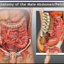 Muscles of anterior abdominal wall inguinal canal is an oblique intermuscular passage in the lower part of anterior abdominal wall for the passage of spermatic cord in males andread more… Male Abdomen And Pelvis Anatomy Trialexhibits Inc
