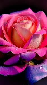 pink rose flower water drops