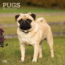 pug dog gifts jewelry collectibles