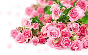 hd desktop wallpaper flower rose