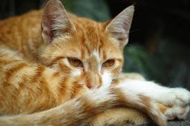 If biting breaks the cuticle, there is a risk of infection. My Cat Keeps Biting Itself Causes Of Excessive Fur Chewing And Solutions