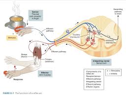 somatic nervous system peripheral