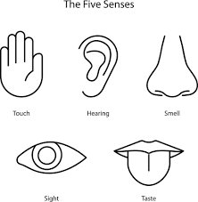 cinco sentidos humanos oído vista
