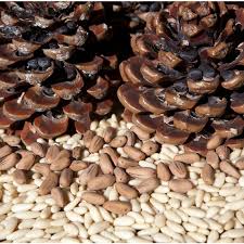 Peanut Pine Tree Organic Seeds 5 Count