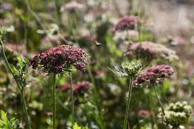 growing chocolate lace flower daucus