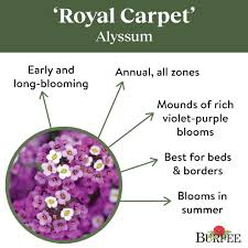 bur royal carpet alyssum flower seed